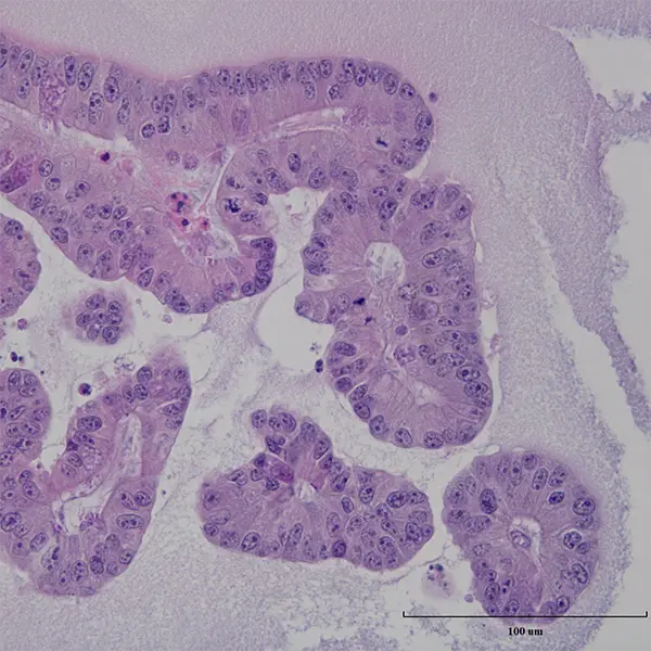 Porcine ileum derived organoids